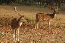 spotted deer
